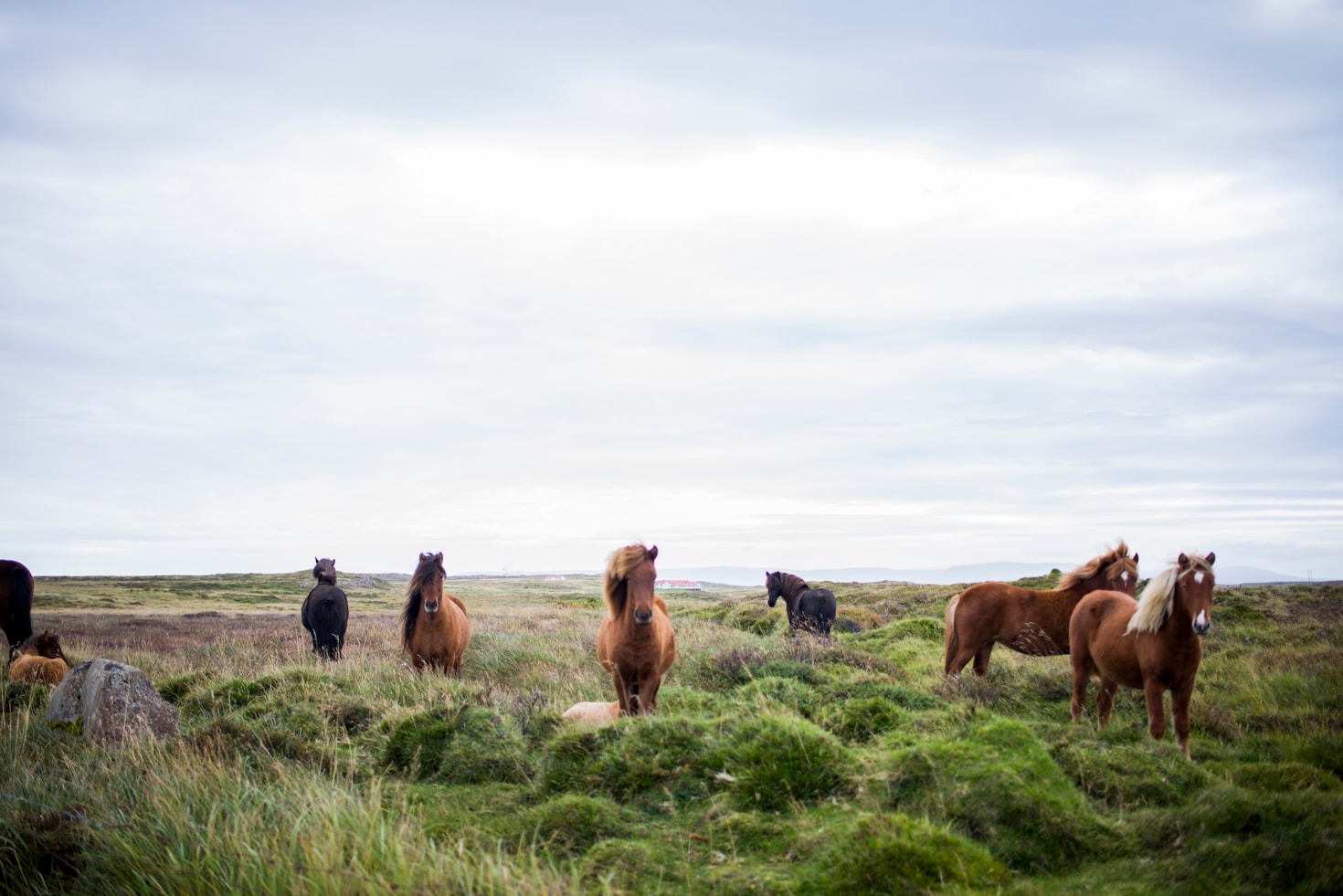 The Majesty of Wild Horses: A Closer Look