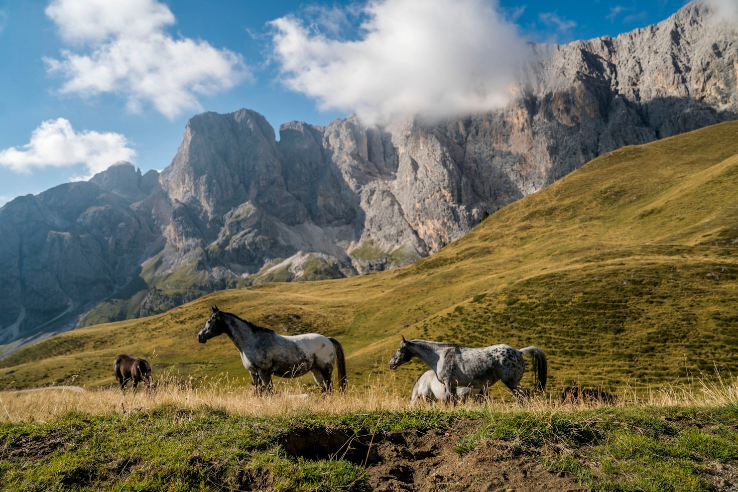 Preserving the Natural Habitats of Wild Horses