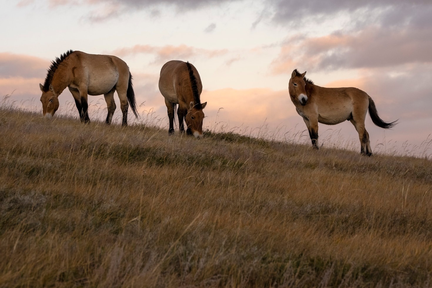 Exploring the Untamed Spirit of Wild Equines
